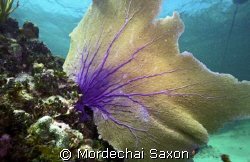 Sea Fan, Georgetown, Grand Cayman by Mordechai Saxon 